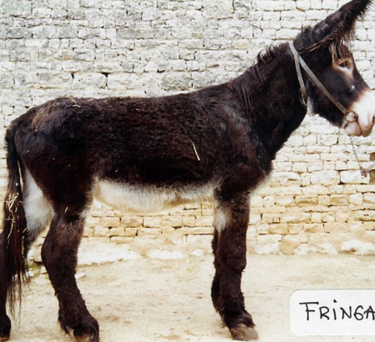 Fringant